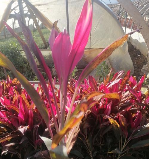 红叶朱蕉的花语是什么？红叶朱蕉的寓意有哪些？