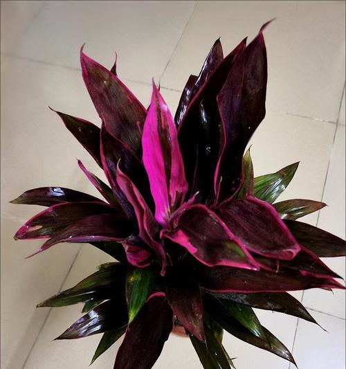 红叶朱蕉的花语是什么？红叶朱蕉的寓意有哪些？