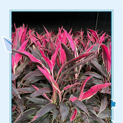 红叶朱蕉的花语是什么？红叶朱蕉的寓意有哪些？