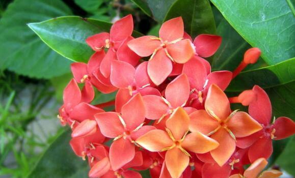 瑞香草的花语代表什么？它的象征意义是什么？