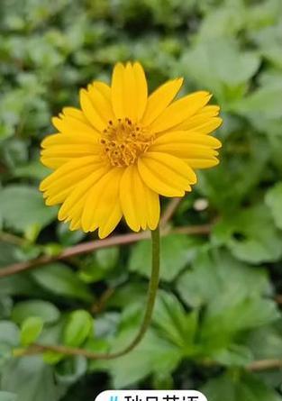 竹叶菊的花语有何深意？它在花语文化中扮演什么角色？