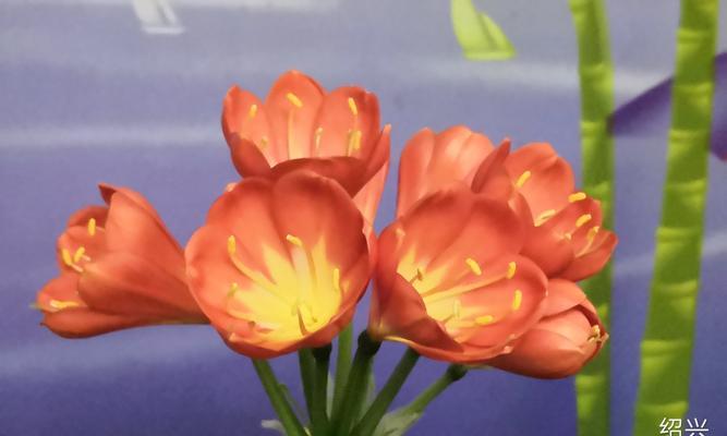 锦屏粉藤花语是什么？它在花语中代表了什么？