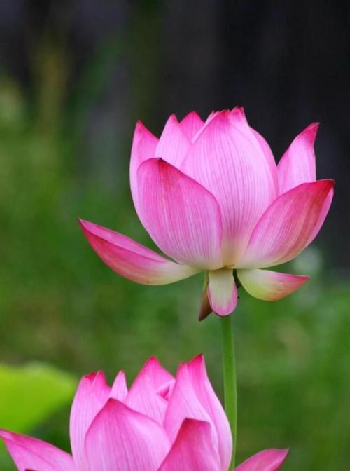 各色荷花花语有何不同？如何根据颜色选择荷花？