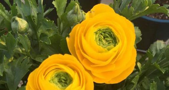 大绒球花花语代表了什么？它在花语中有什么特别含义？