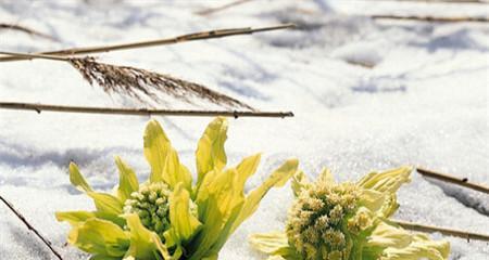 大绒球花花语代表了什么？它在花语中有什么特别含义？