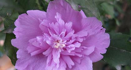 蒲葵花的花语是什么？它在花语文化中象征着什么？