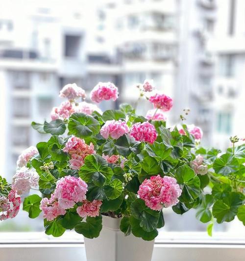 蒲葵花的花语是什么？它在花语文化中象征着什么？