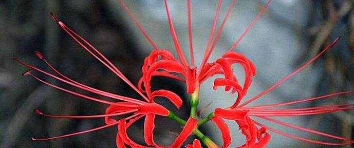 蒲葵花的花语是什么？它在花语文化中象征着什么？