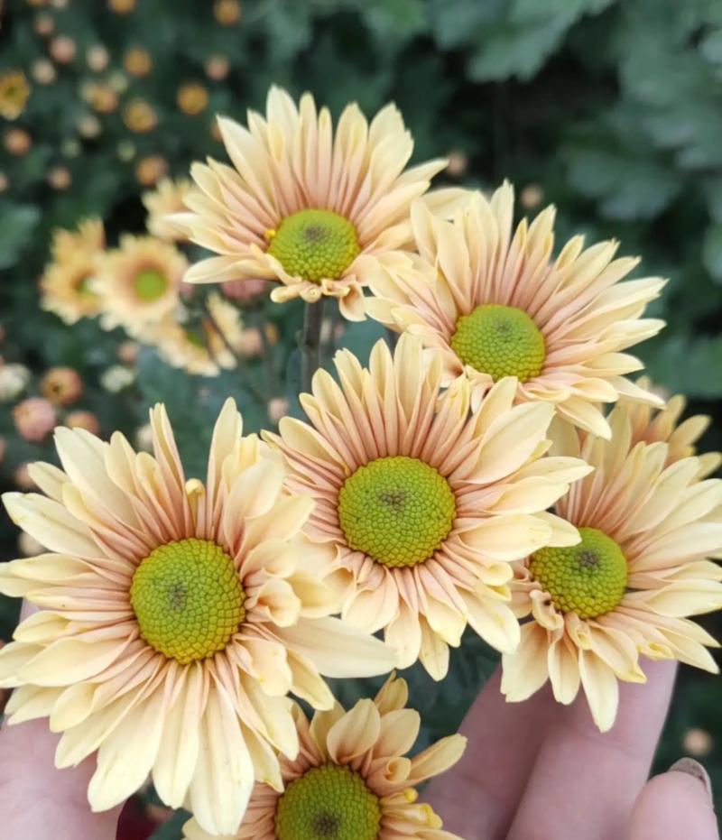 菊花们的花语有哪些共同点？它们各自又有什么特别之处？