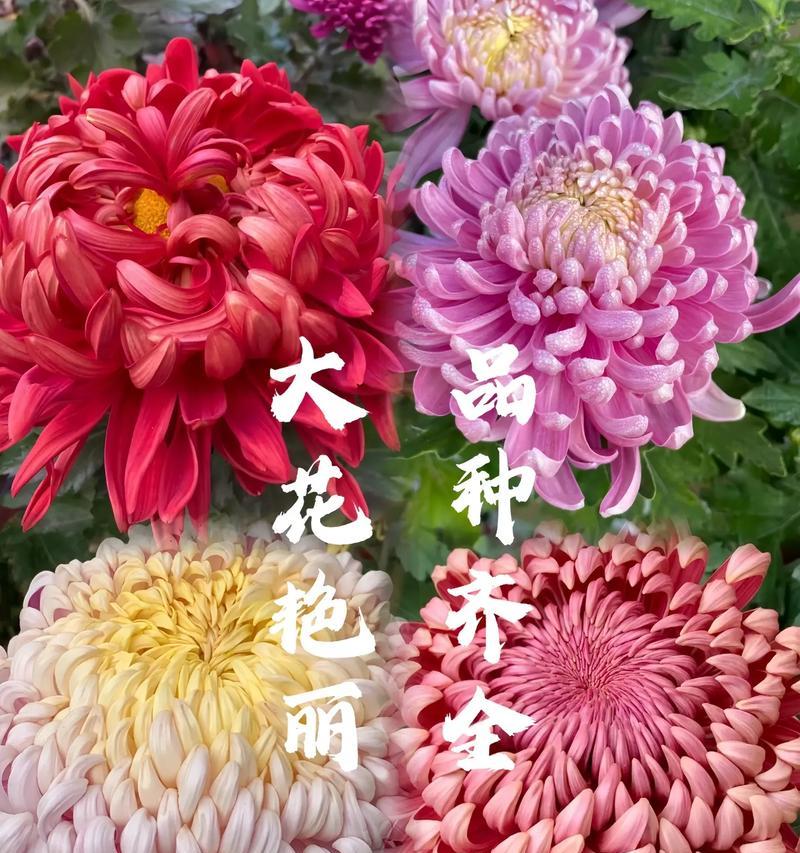 菊花们的花语有哪些共同点？它们各自又有什么特别之处？