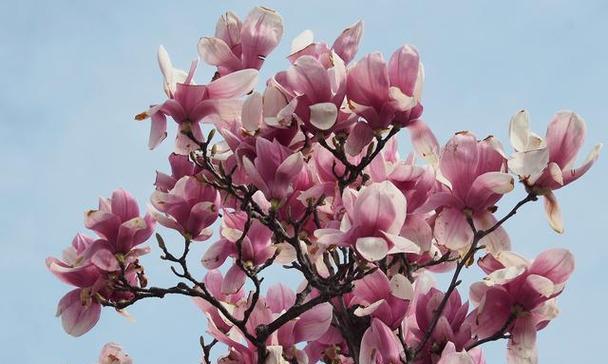 紫盆花的花语是什么？它在花语中代表了怎样的情感？