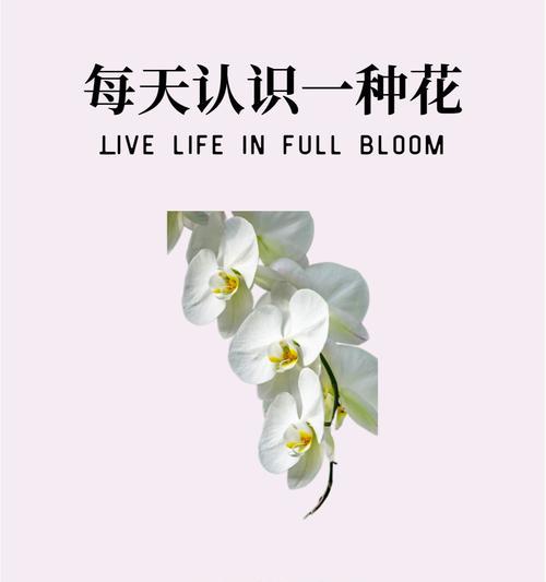 紫盆花的花语是什么？它在花语中代表了怎样的情感？