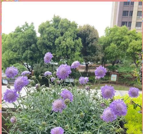 紫盆花的花语是什么？它在花语中代表了怎样的情感？