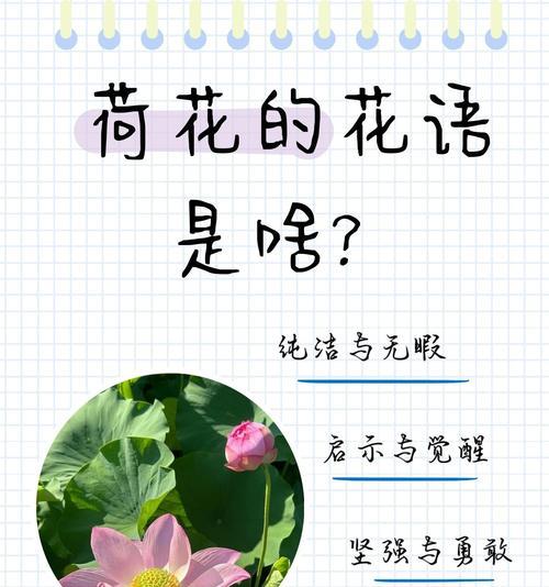 各国荷花花语有何不同？如何理解荷花在不同文化中的意义？