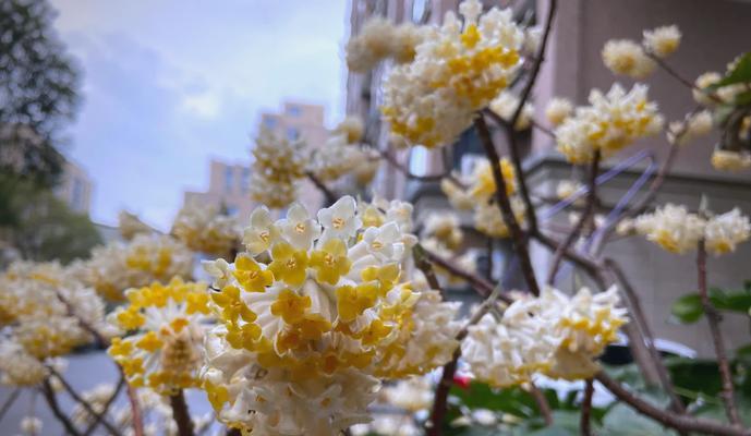 结香花树花语是什么？它在花语中象征着什么？