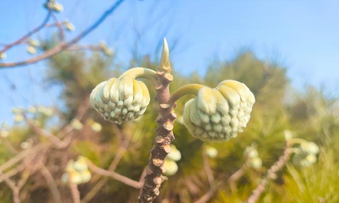 结香花树花语是什么？它在花语中象征着什么？