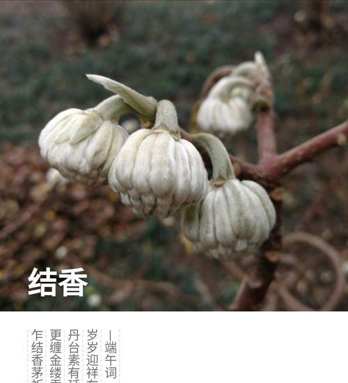 结香花树花语是什么？它在花语中象征着什么？