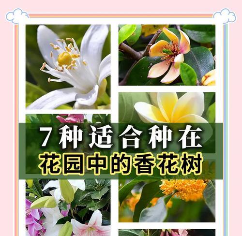 树也有花语吗？树木的花语有哪些特别之处？