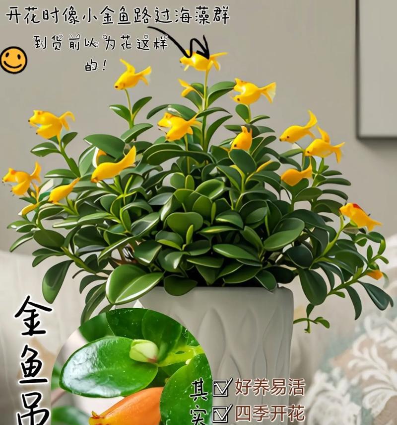 金叶吊兰花语有哪些含义？金叶吊兰代表什么？