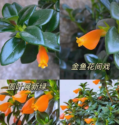 金叶吊兰花语有哪些含义？金叶吊兰代表什么？