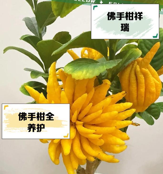 佛手菊的花语是什么？佛手菊象征着什么？