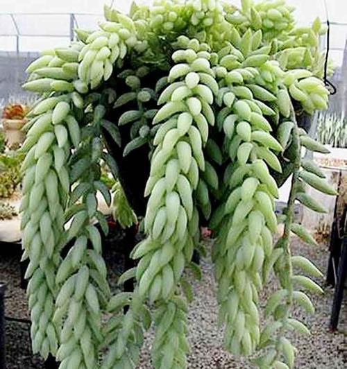 农村玉米的花语是什么？玉米花语有何寓意？