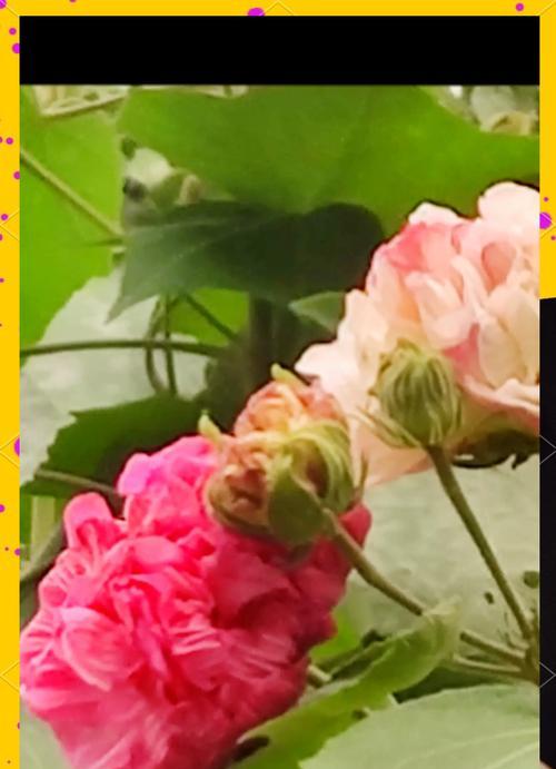 哪种花的花语是聪明？聪明的花有哪些？