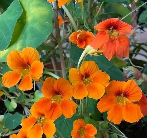 哪种花的花语是聪明？聪明的花有哪些？