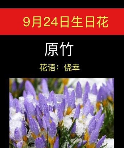 流竹花的花语是什么？流竹花代表什么？