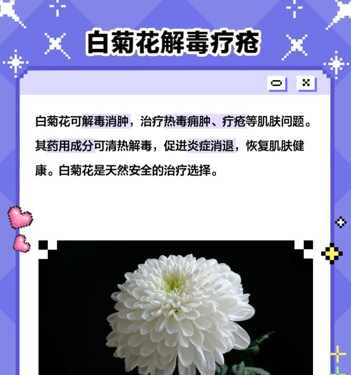 抗白菊的花语有哪些？抗白菊象征着什么？