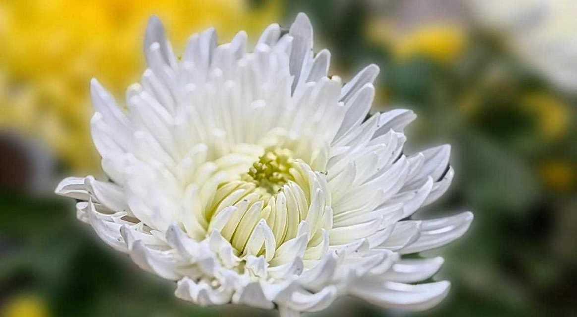 抗白菊的花语有哪些？抗白菊象征着什么？