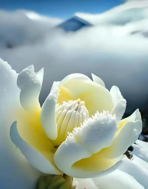 白雪莲的花语是什么？白雪莲代表什么？