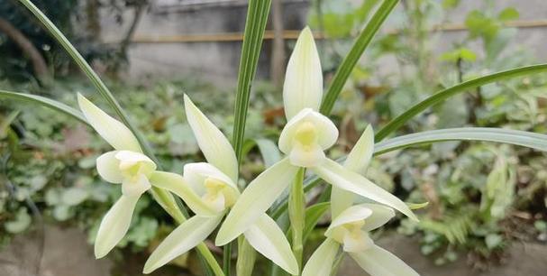 白雪莲的花语是什么？白雪莲代表什么？