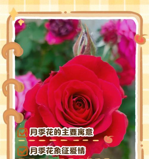 月季的花语是什么？月季与爱情有何关联？