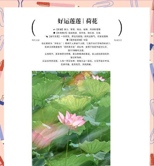荷花的花语是什么？荷花如何象征赞美？