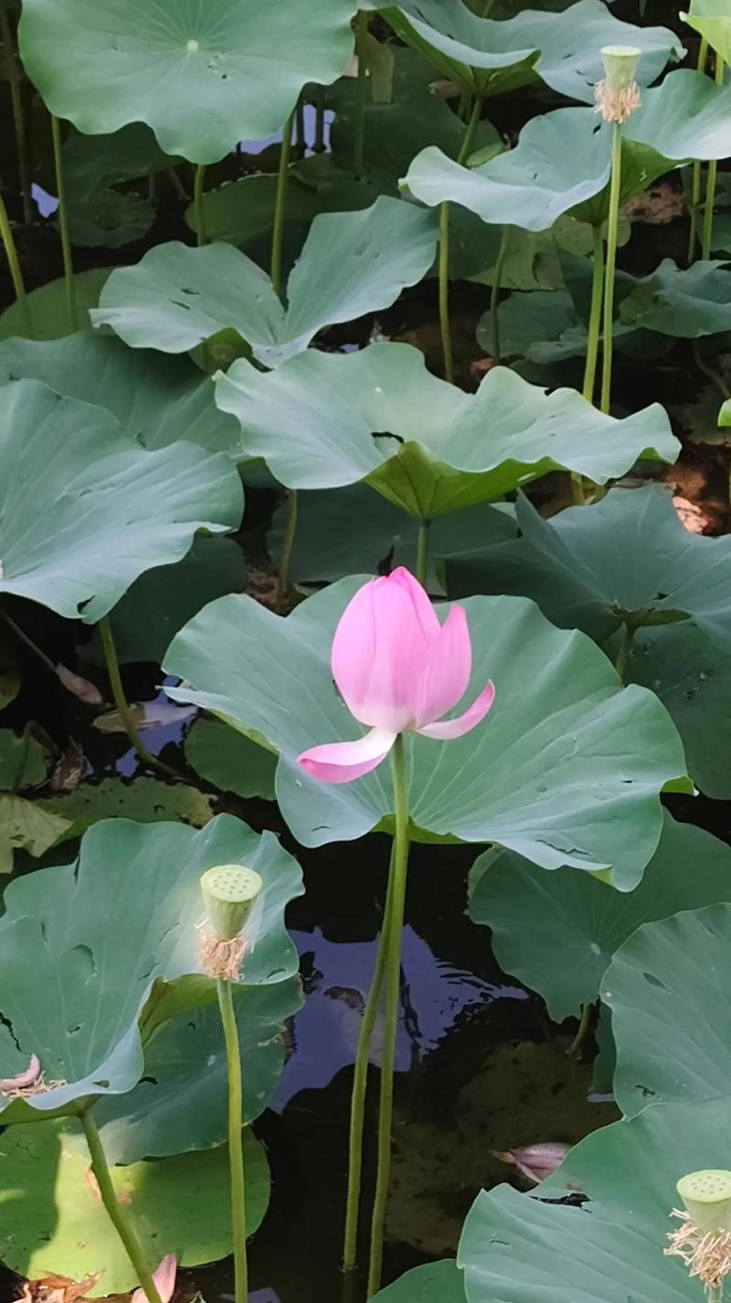 荷花的花语是什么？荷花如何象征赞美？