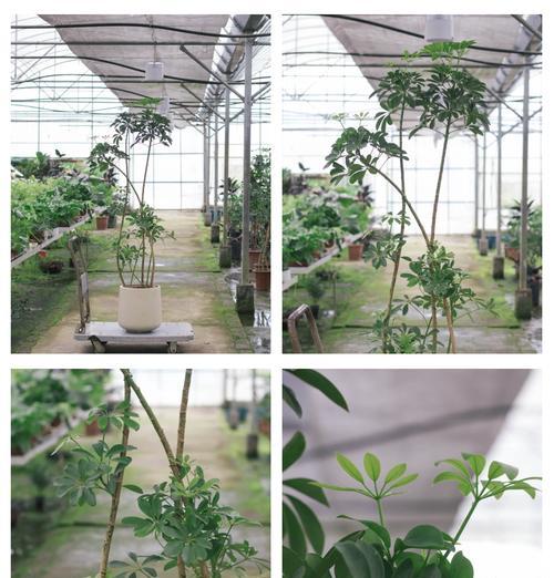 鸭脚木的花语有哪些？鸭脚木象征着什么？