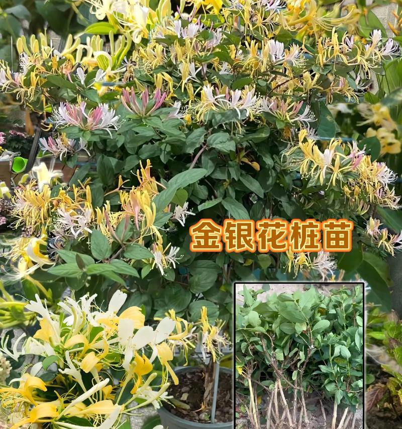 不同树的花语有哪些？树的花语有何不同？
