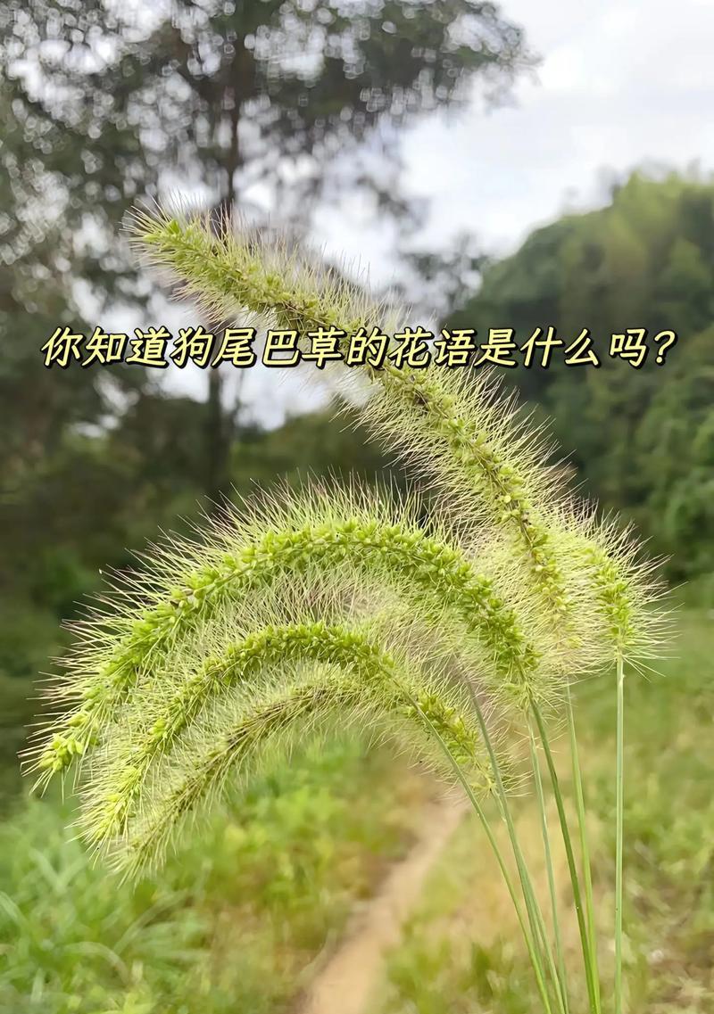草的花语是什么？草有哪些花语含义？