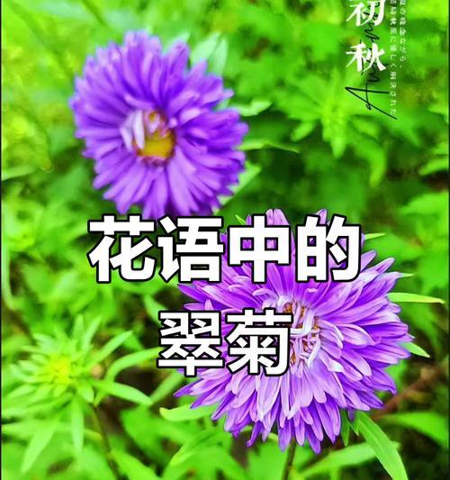 翠菊的花语是什么？翠菊象征着什么？