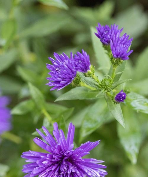 翠菊的花语是什么？翠菊象征着什么？