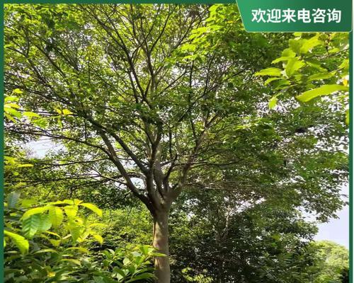 红果东青花语有何含义？它传递了哪些信息？