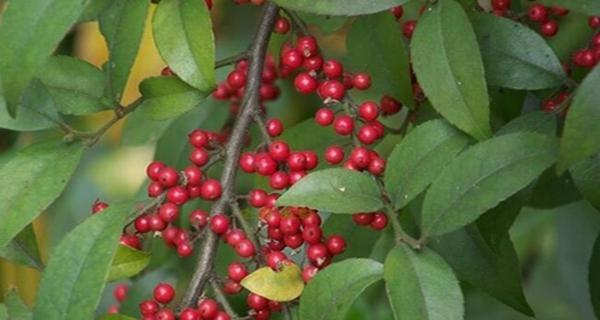 红果东青花语有何含义？它传递了哪些信息？
