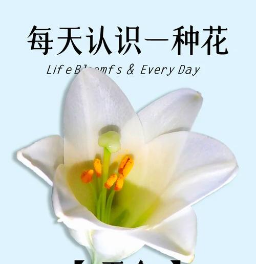 大蒜真的有花语吗？大蒜花语的含义是什么？