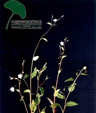附地菜花语是什么？附地菜象征着什么？