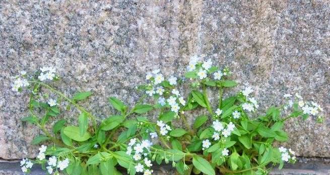 附地菜花语是什么？附地菜象征着什么？