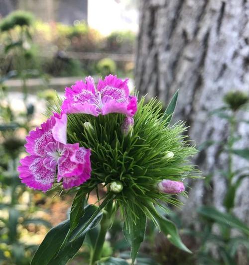 石竹子花花语是什么？石竹子花象征着什么？