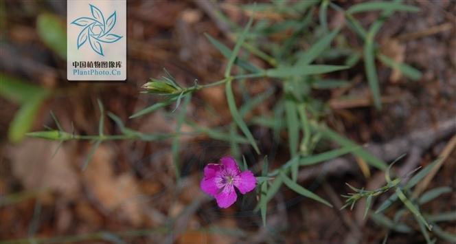 石竹子花花语是什么？石竹子花象征着什么？