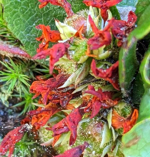 勇敢去爱花语是什么意思？如何用花表达勇气？