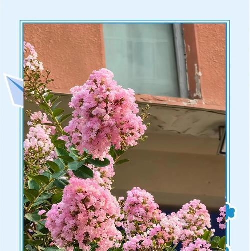 勇敢去爱花语是什么意思？如何用花表达勇气？